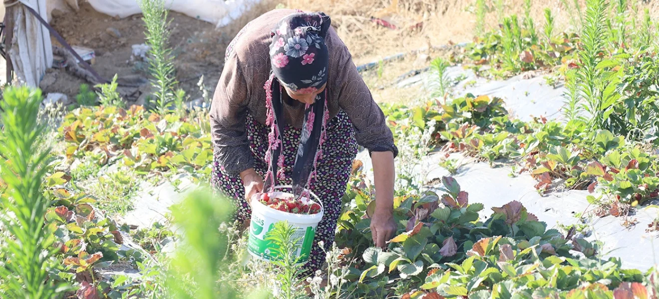 Çilek kırmızı, hesap kara