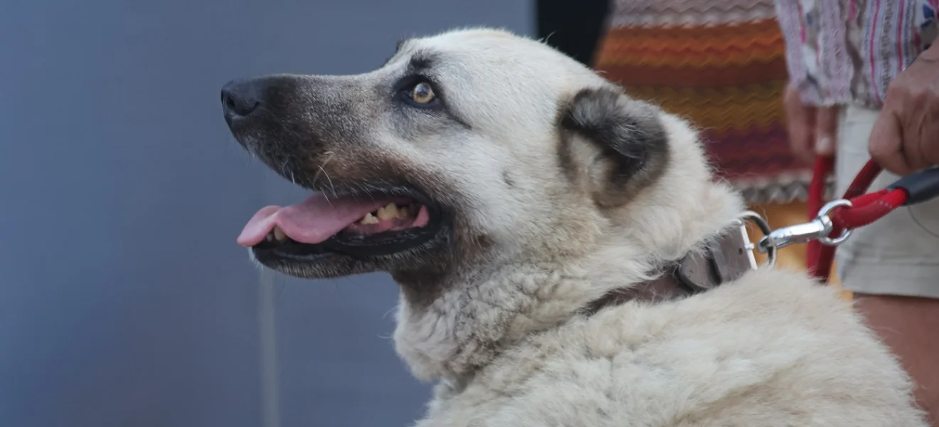 Sokaklar sessizleşti: Peki köpekler nerede?
