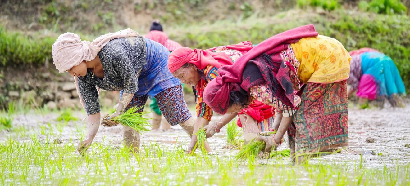 Nepal’de çiftçilik kadınlara kaldı