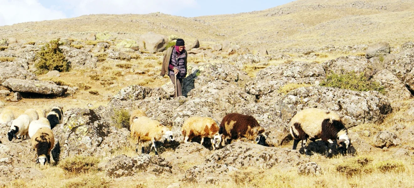 Hayvancılığın kalbine santral