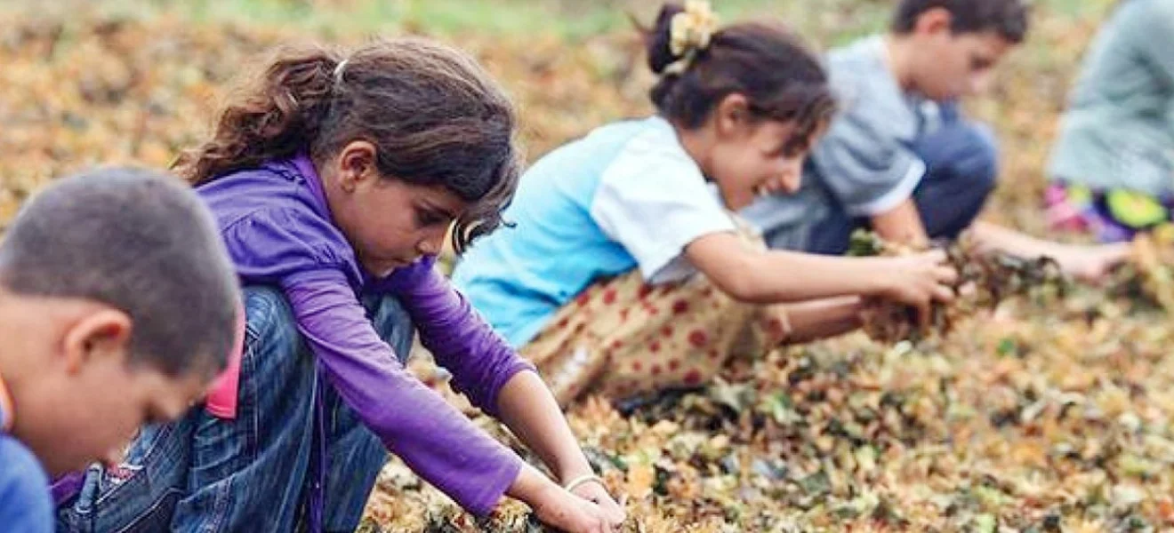 On binlerce çocuk mevsimlik tarım işçisi