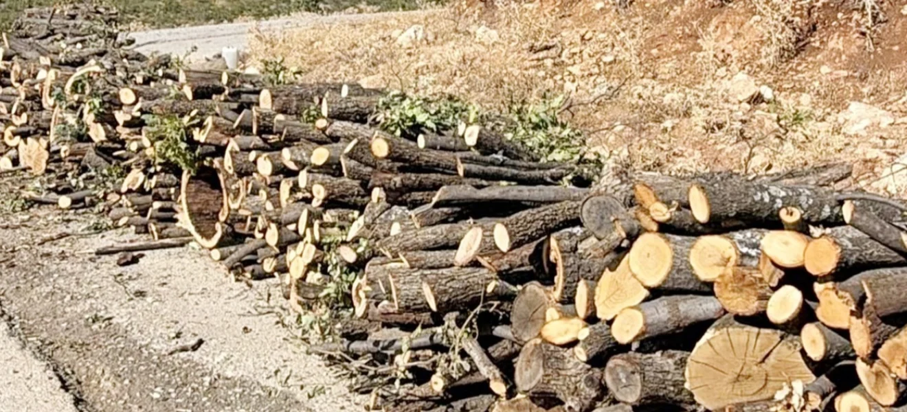 Bir haftada bin 950 ton ağaç