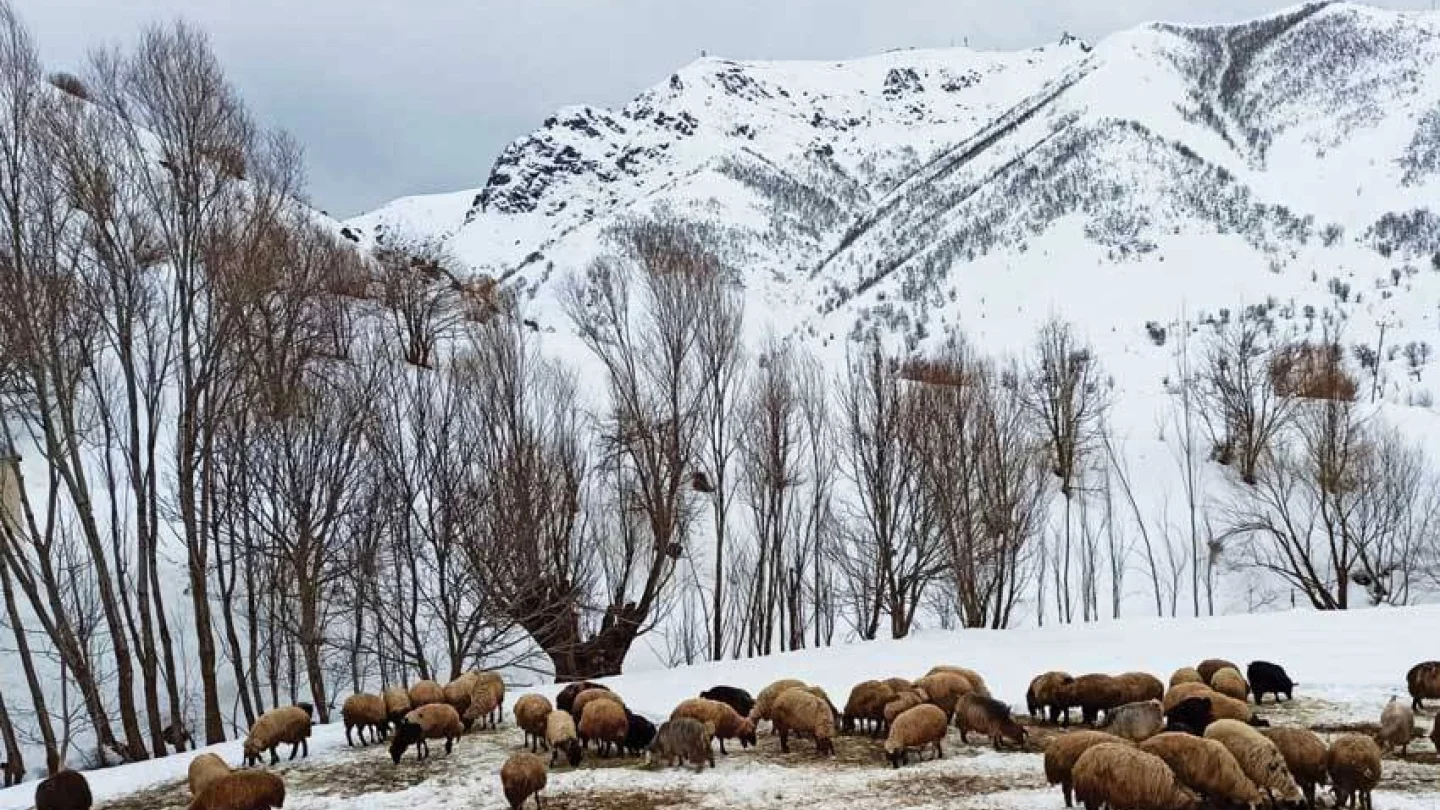 KURDISTAN