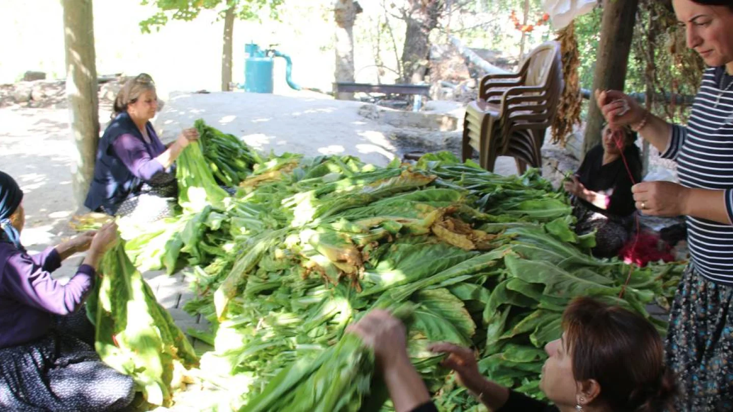 tütün üreticileri