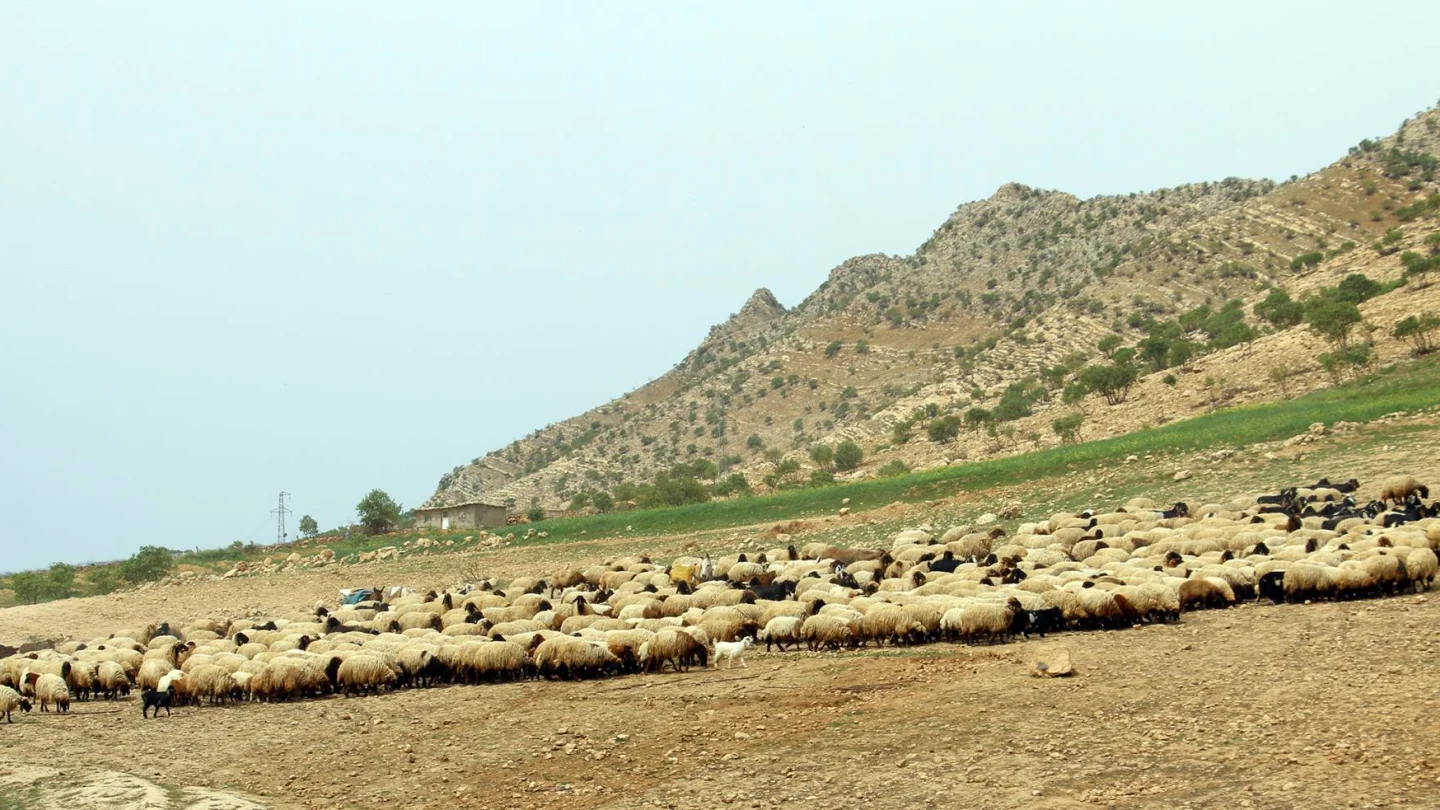 Koçerler