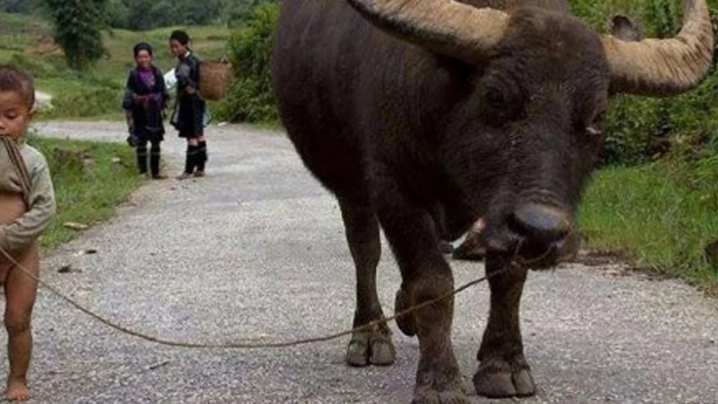 Öğretilmiş çaresizlik