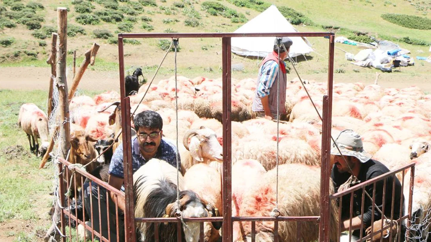 Yayla yasağı