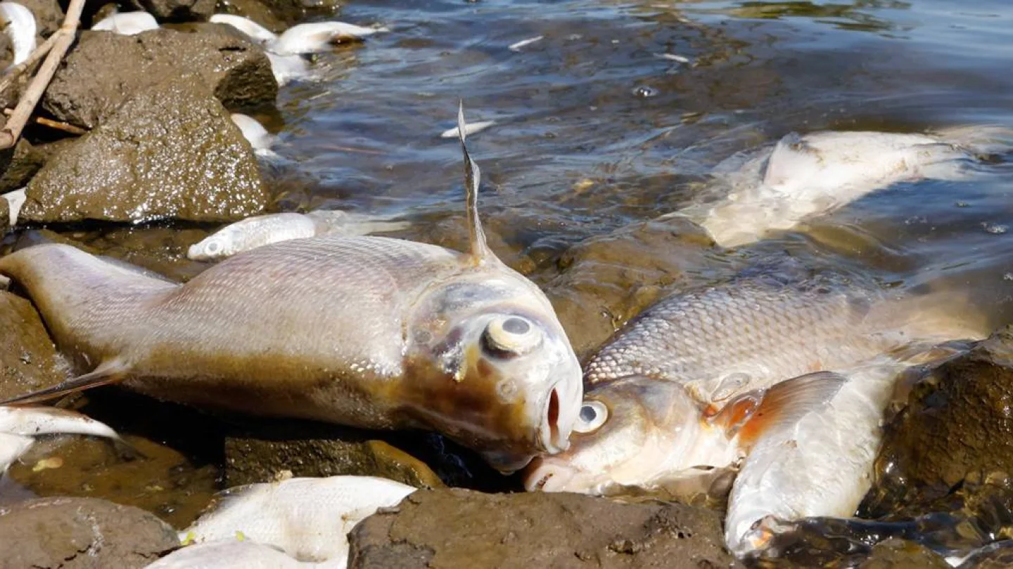Oder Nehri / Foto: AFP