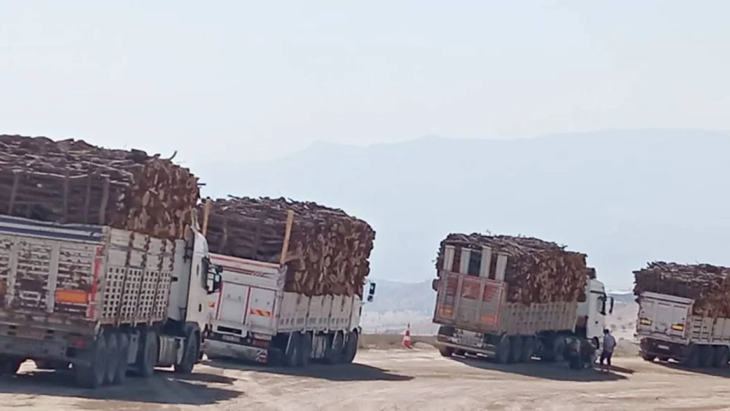 Ağaç kesimi