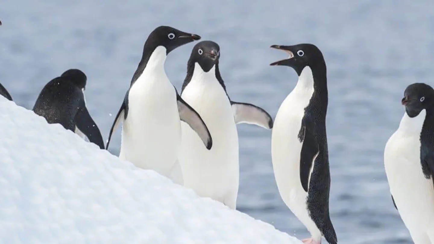 Penguenler