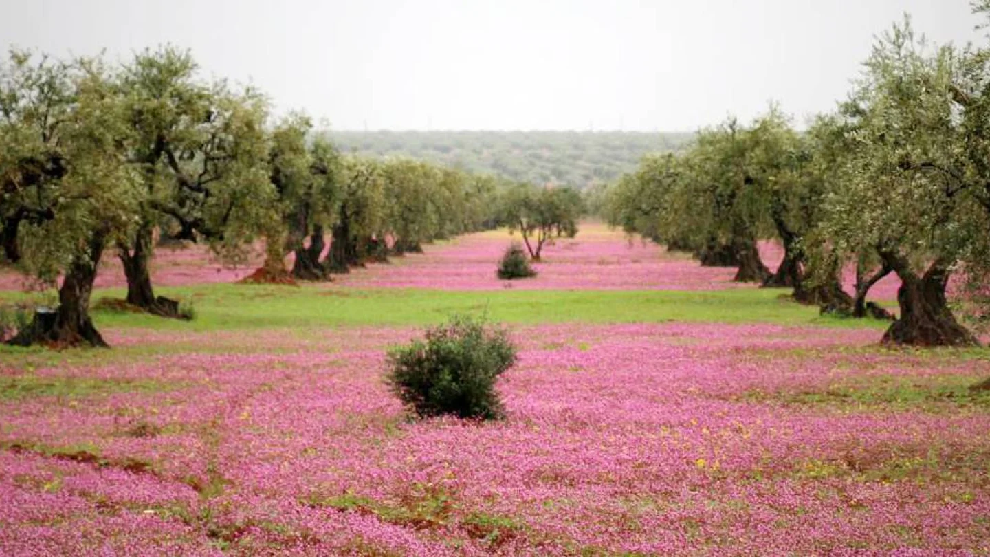 Efrîn
