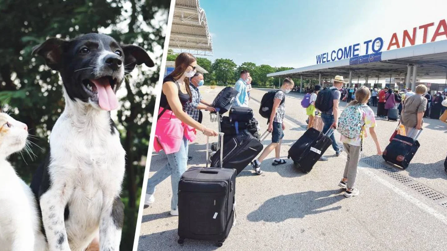 Kedi ve Köpek / Antalya'ya gelen turistler