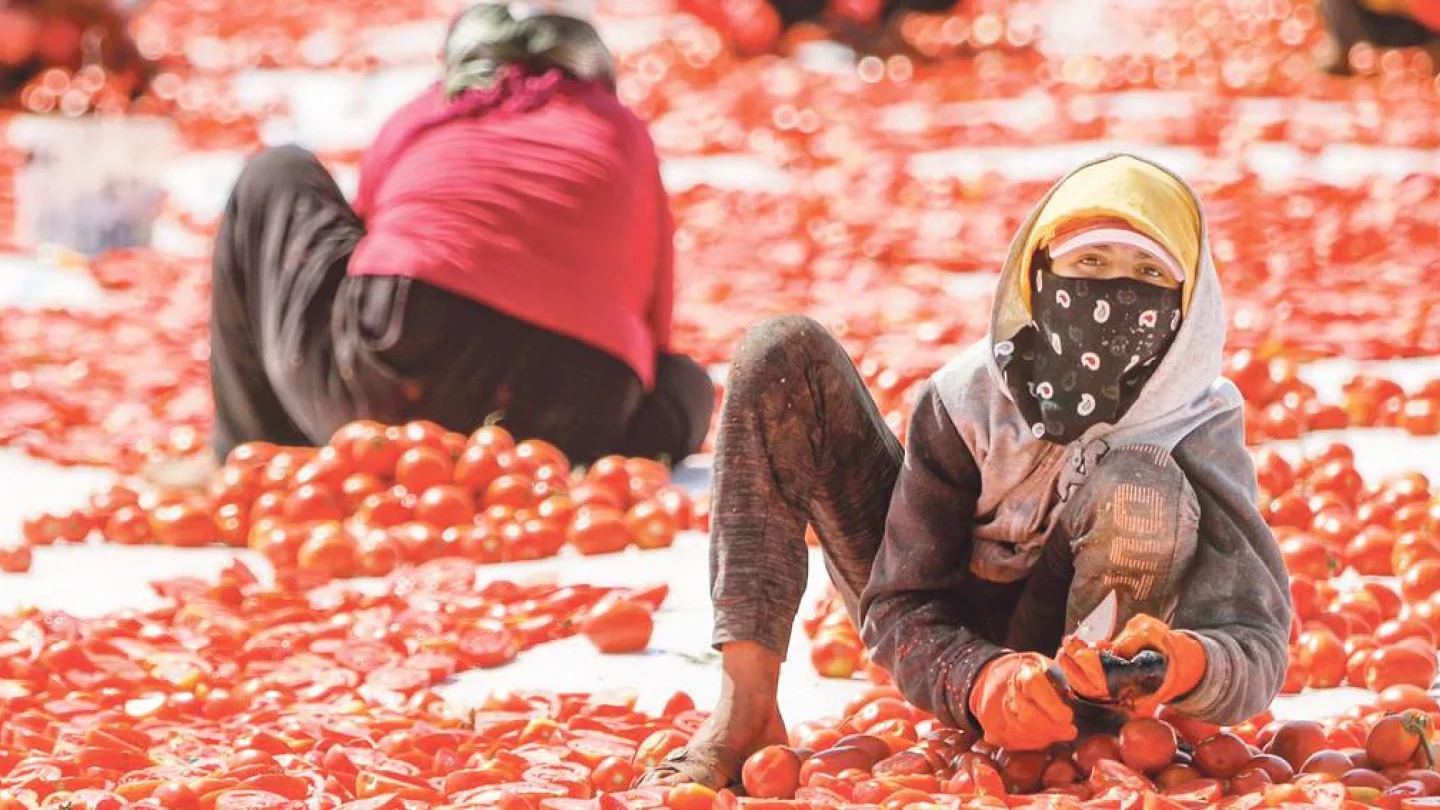 Domates kesen işçiler / Foto: Sertaç Kayar