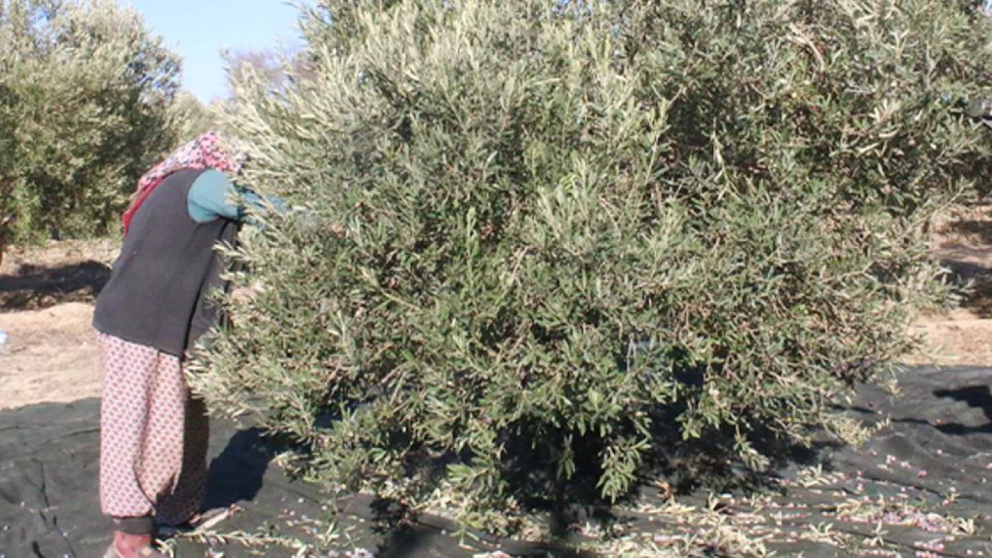 Zeytin işçisi kadınlar