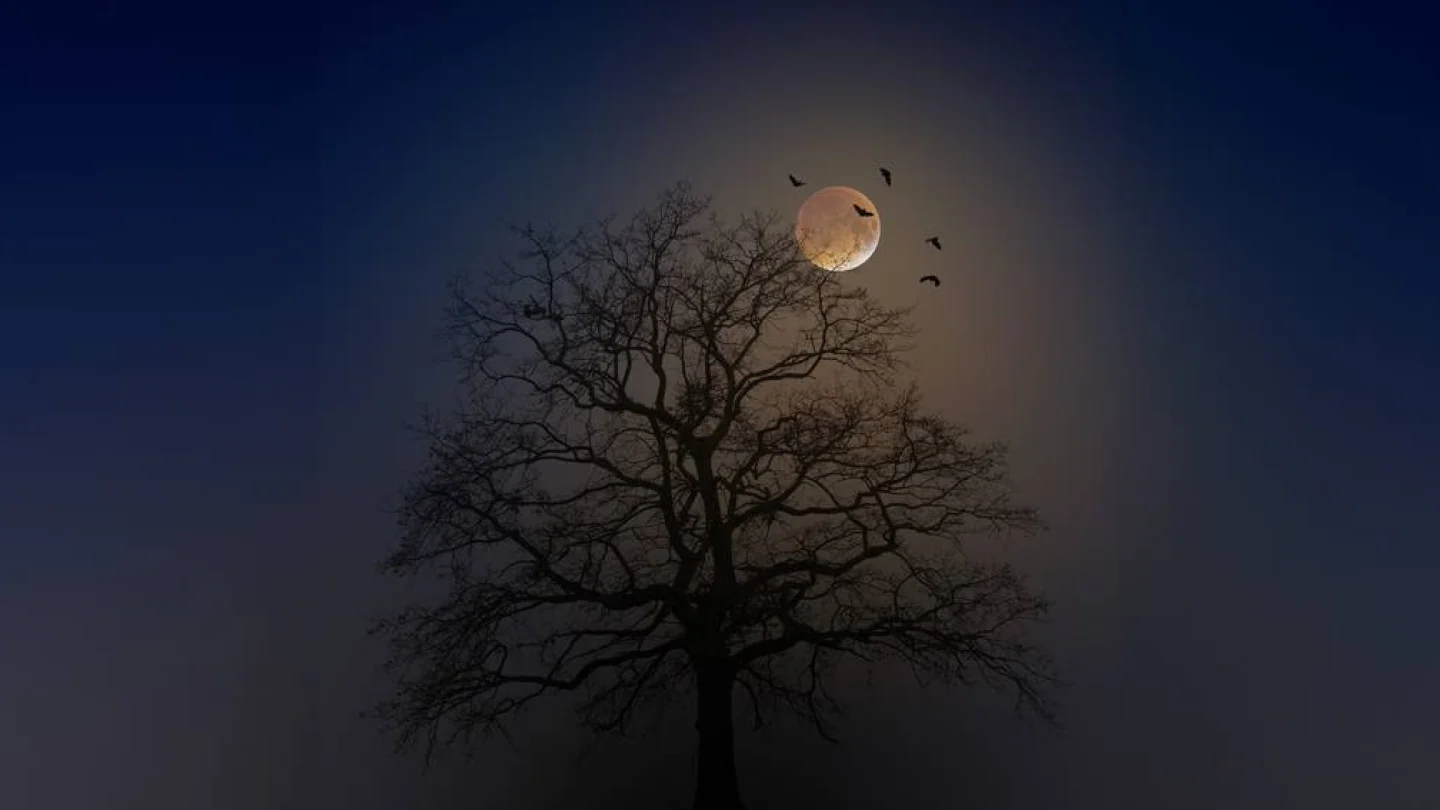 Ağaç/foto: pixabay
