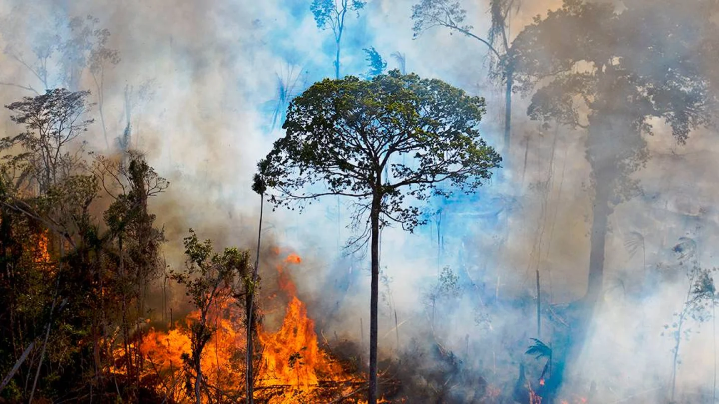 Amazon / Foto: AFP