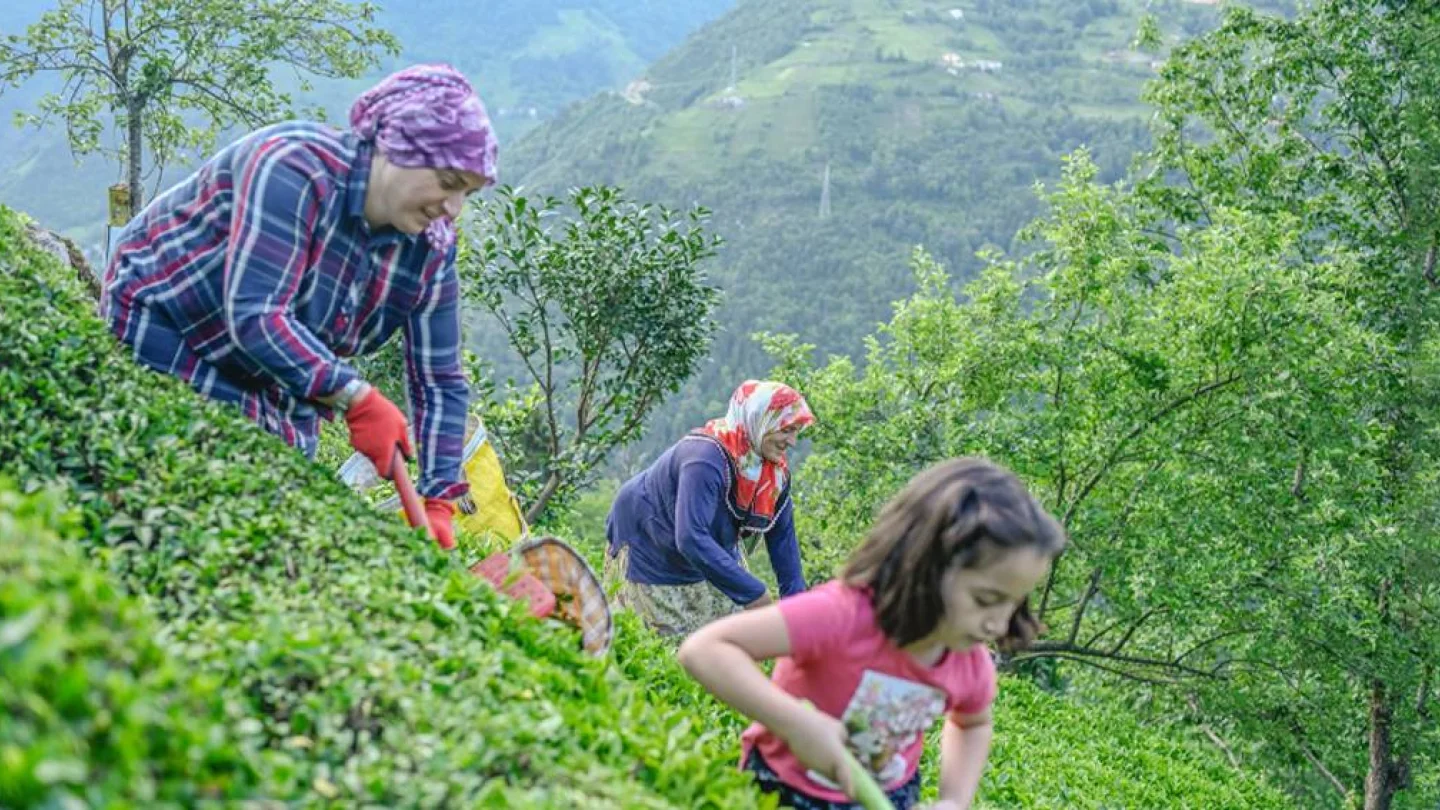 Hemşin dağları/Foto:AFP