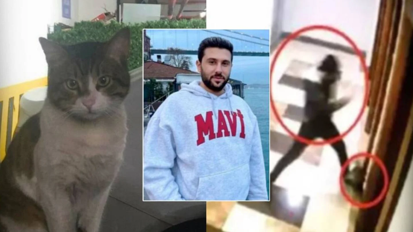 Kedi Eros