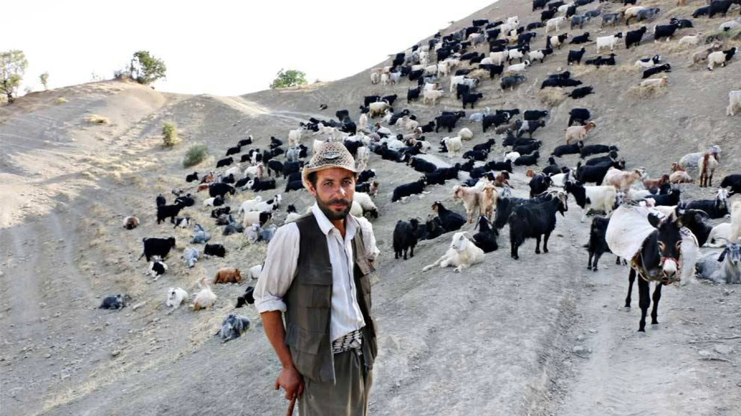 HAYVANCILIK