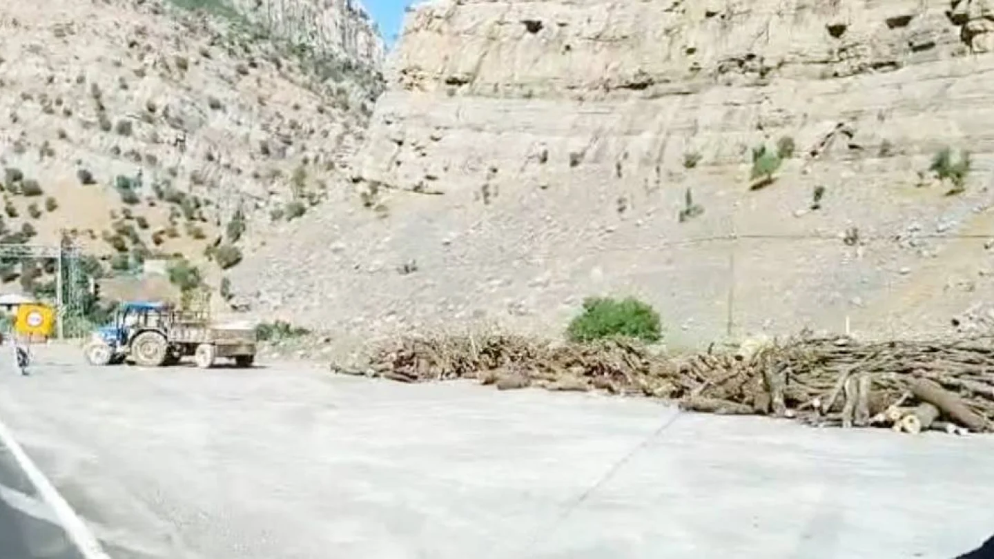 Şırnak ağaç kesimi