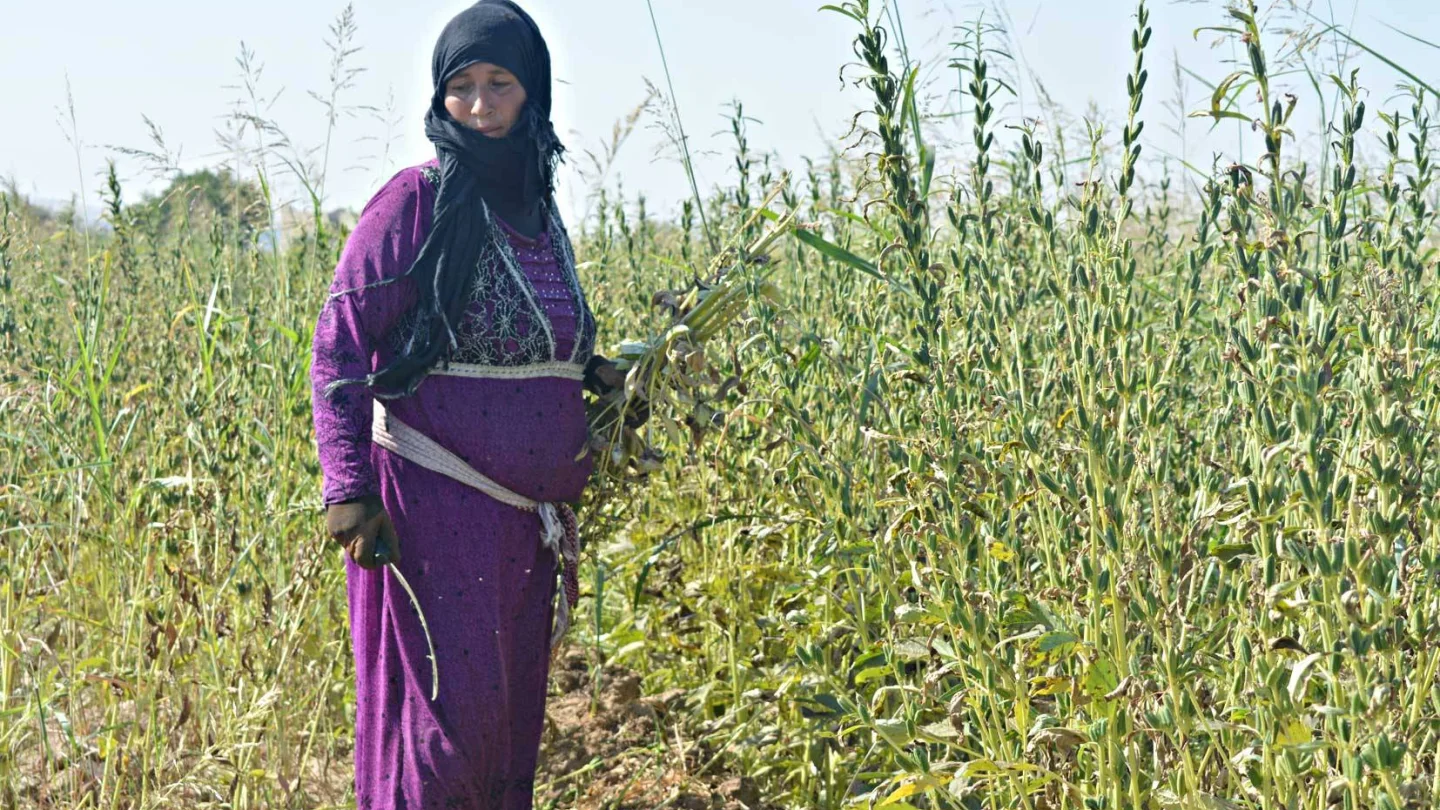 KOBANE SUSAM