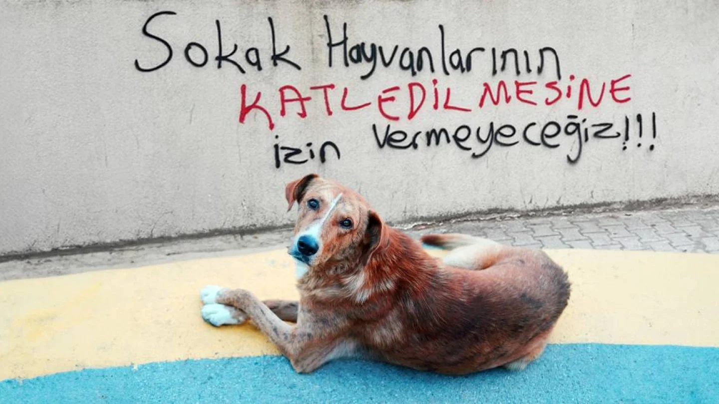 Sokak hayvanları