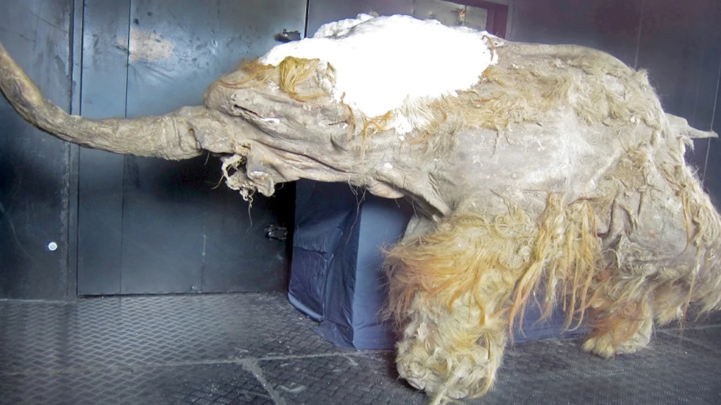 Mamut
