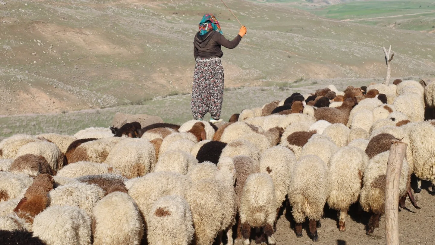 Koçerlik