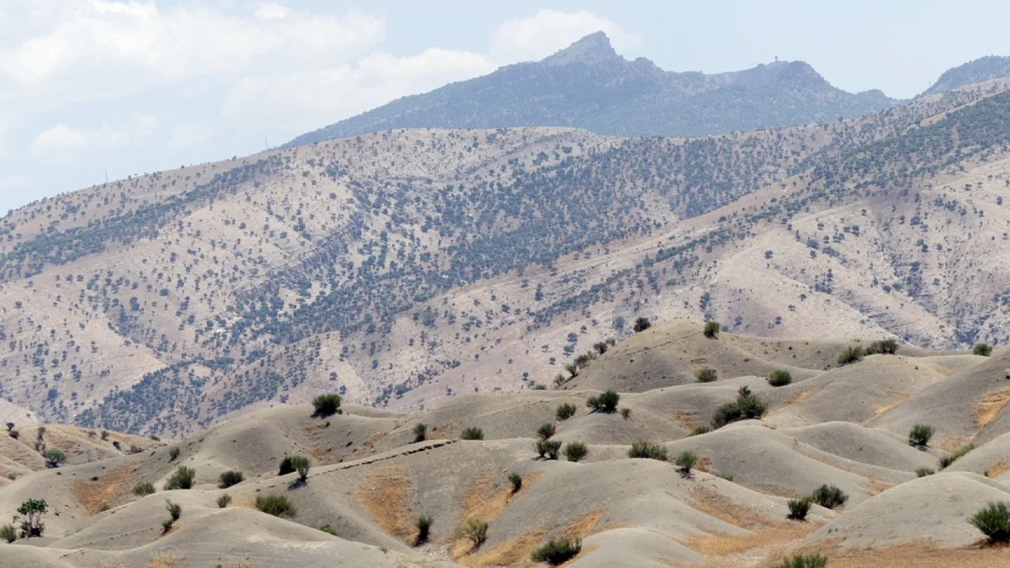 Şırnak ağaç kıyımı