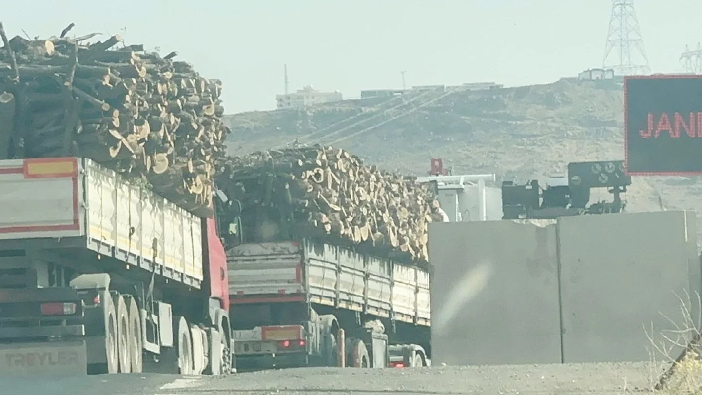 Doğa katliamı