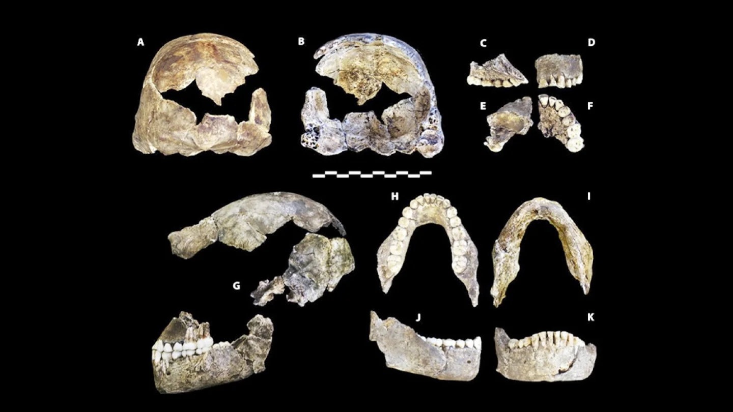 Homo naledi/foto:Wikipedia