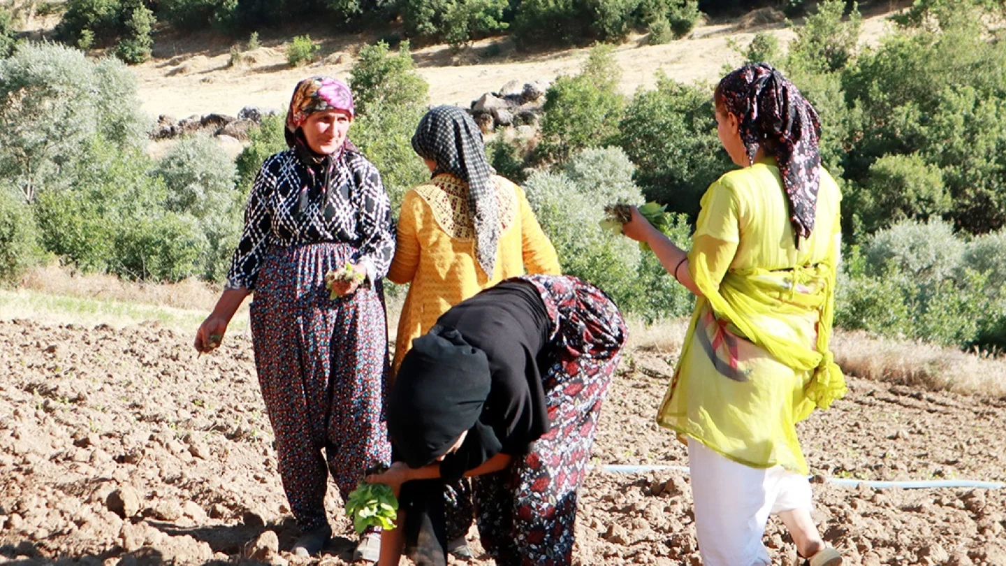 Kadın emeği/tütün/foto:Jinnews