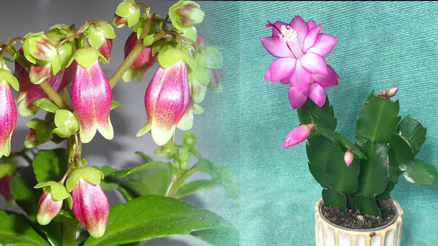 Kalanchoe ve Schlumbergera