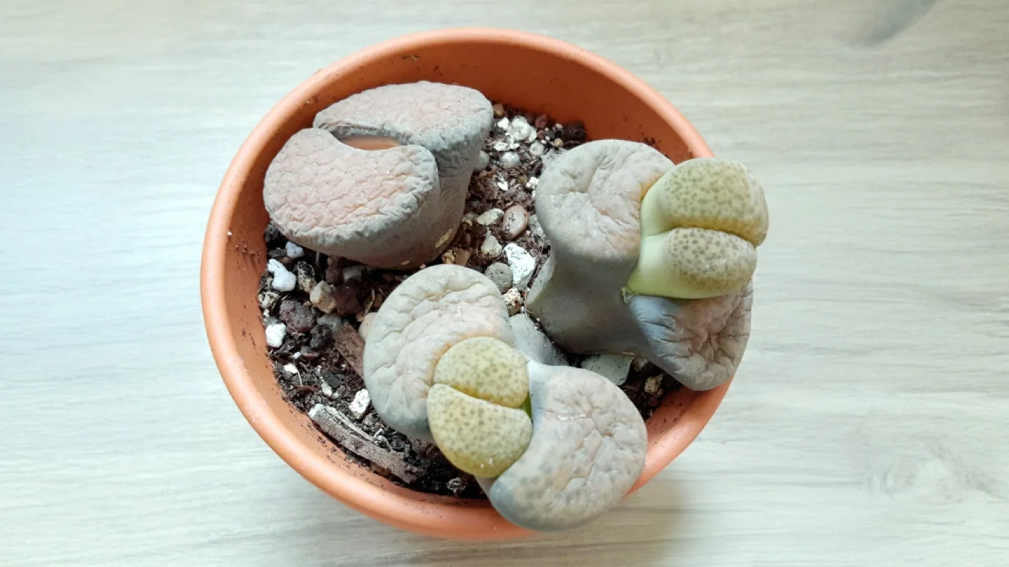Lithops (Taş Kaktüs) Çakıl taşlarına benzeyen yapışık bir çift yapraktan ibarettir. İki etli yapraktan oluşur ve yeni yaprak veya çiçekler bu eski yaprakların ortasından büyür.