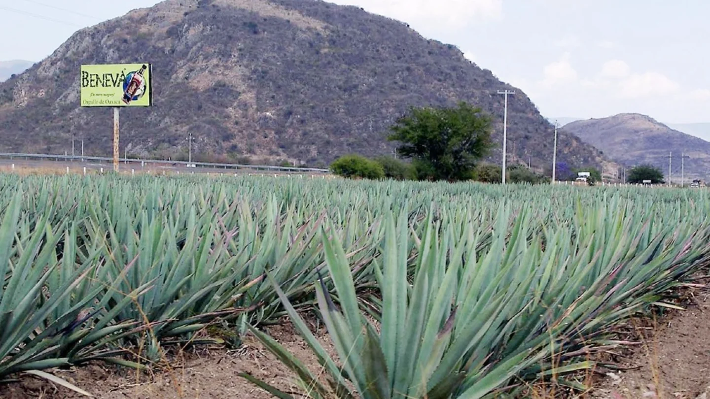 Agave/foto:AFP