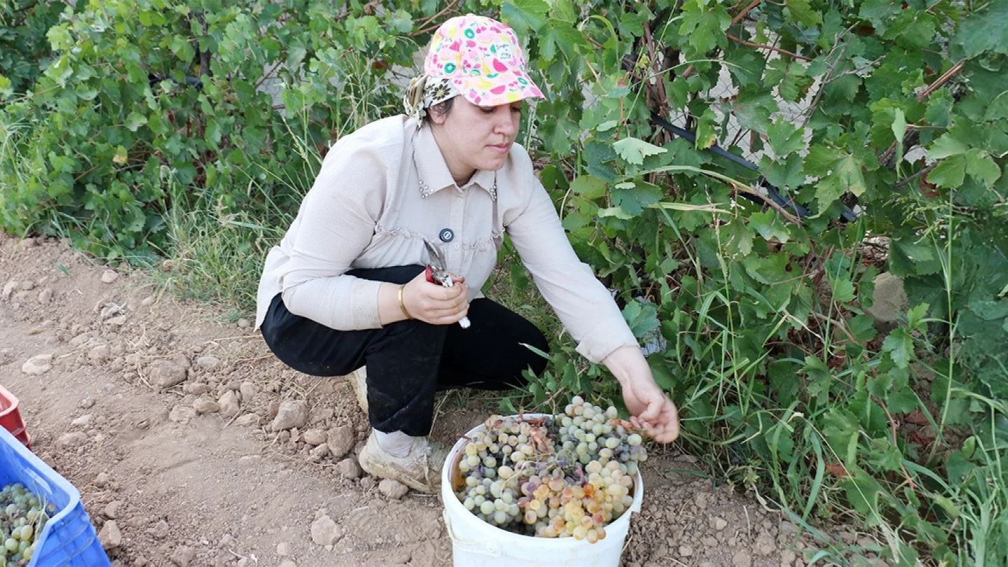 Üzüm hasadı/foto:Jinnews