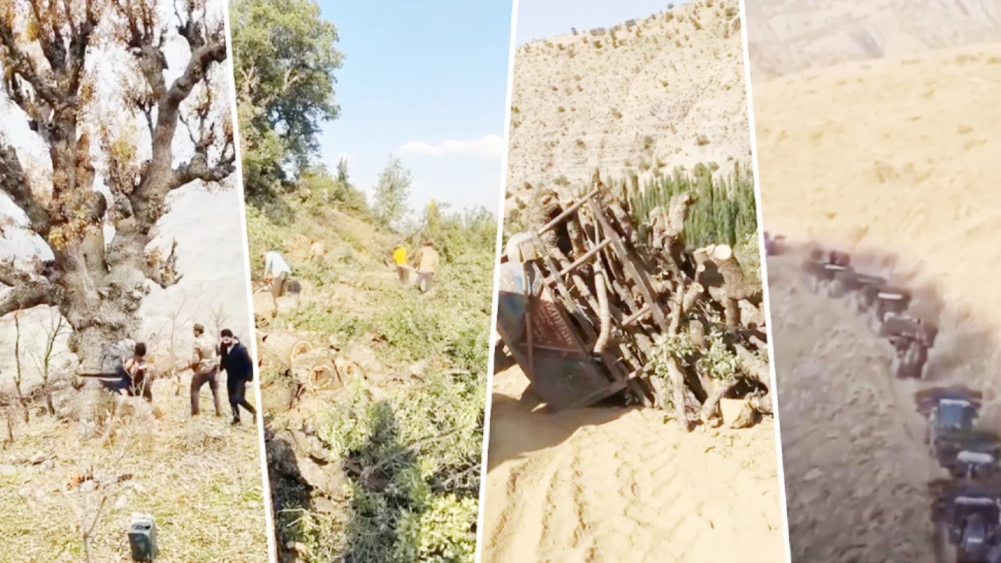Ağaç kesimi/Kürdistan/foto:MA
