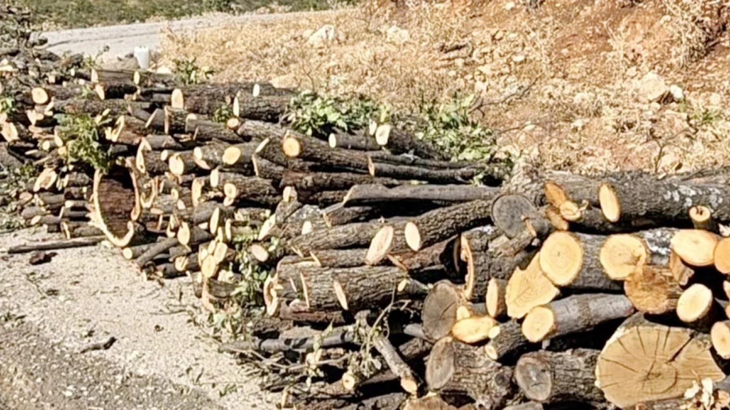 Ağaç kıyımı/foto:MA