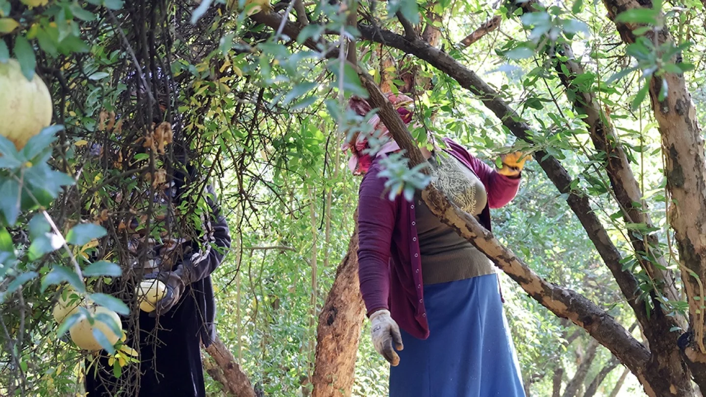 Nar hasadı/foto:Jinnews