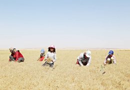 11 saatin bedeli 1 kilo çay