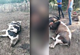 Helikopterden hayvanlar tarandı