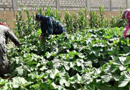 Ambargodan ‘çıkış kapısı’…