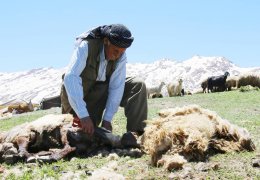 Kato’da koyun kırpma vakti