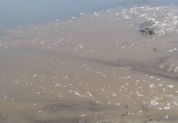 Dicle’de balık türleri yok oldu