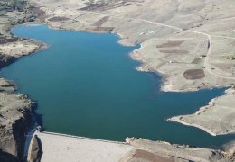 Kacarlar yaşam alanı bırakmadı 