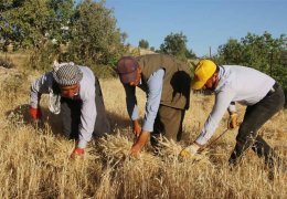 Tırpan geleneği stranlarla sürüyor
