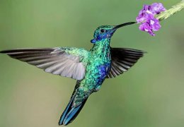 Kuşlarla ilgili yerel efsaneler neden önemlidir?