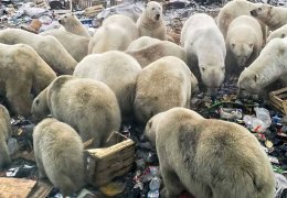 Sosyalizme son çıkış 