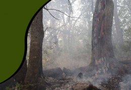 Bir Savaş Stratejisi Olarak Ekolojik Yıkım ve Yangınlar