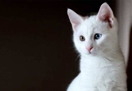 Wan kedisi ‘arslan parçası’ çıktı!